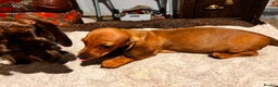 Dachshund dogs for sale: KC REG STANDARD SMOOTH HAIR DACHSHUND MALE PUPS - Advert 7