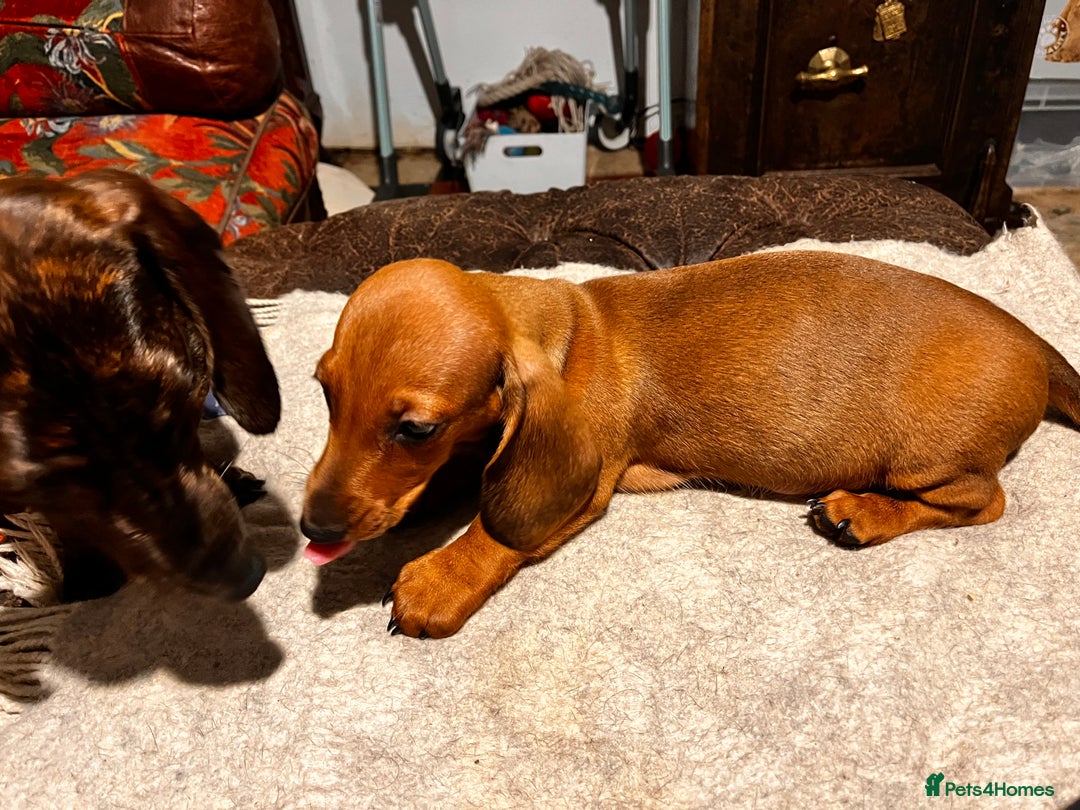 Dachshund dogs for sale: KC REG STANDARD SMOOTH HAIR DACHSHUND MALE PUPS - Advert 7