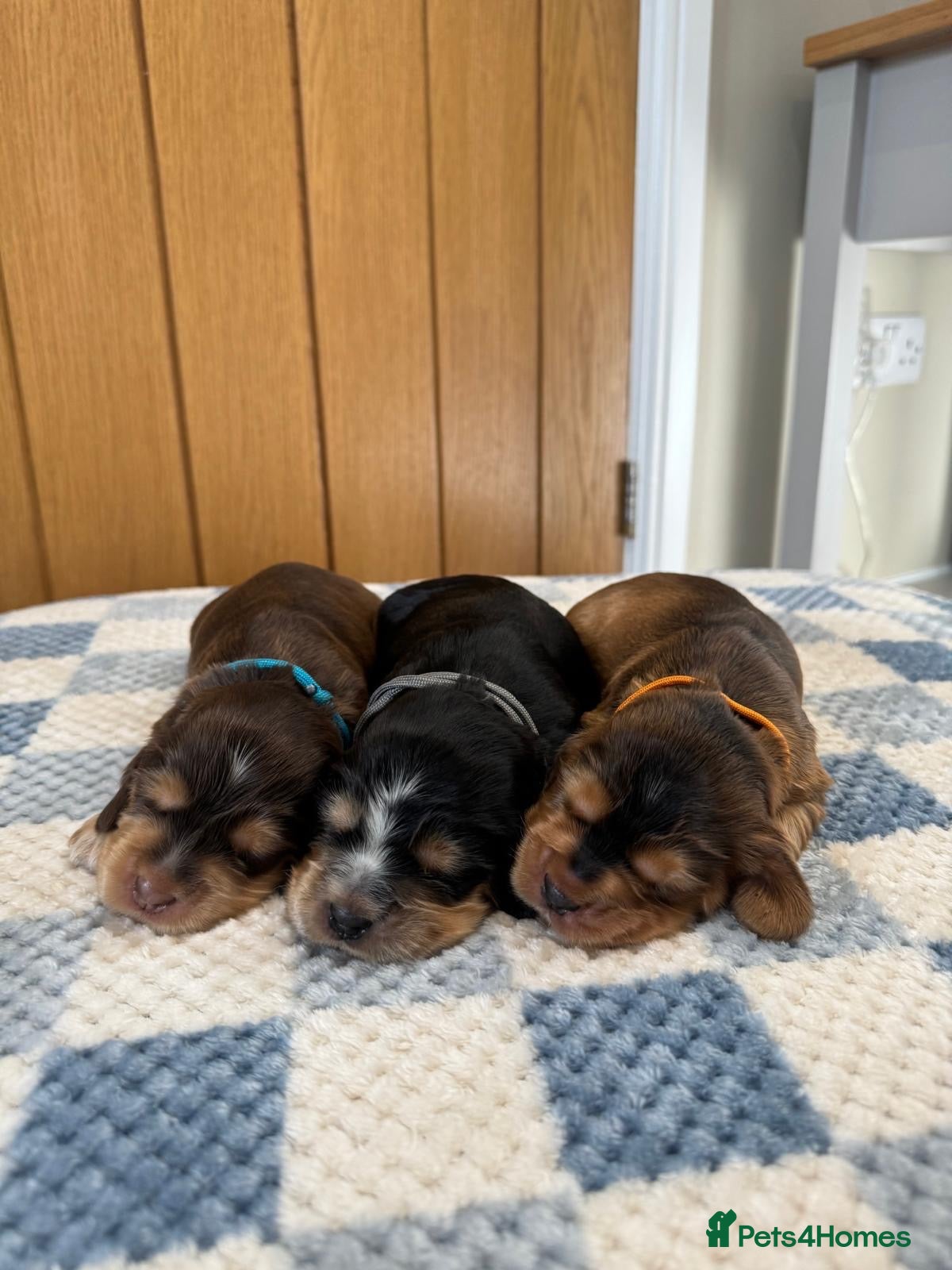 Cocker Spaniel dogs Health Tested Kc Show Type Cocker Spaniel Puppies - Advert 1