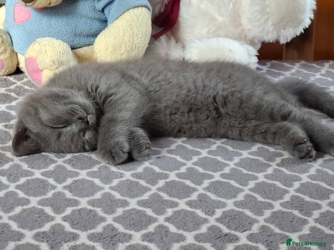 British Shorthair cats for sale: British Blue Short-hair 4 kittens for sale  - Image 23