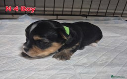 Biewer Terrier dogs for sale: Yorkshire Biewier terrier  - Advert 14