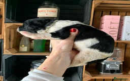 Bernedoodle dogs for sale: Standard Bernedoodle Blue Merle, Black White. - Image 24