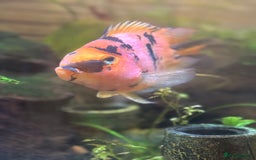 Cichlids fish for sale: Parrot tiger cichlid orange/red - Image 2