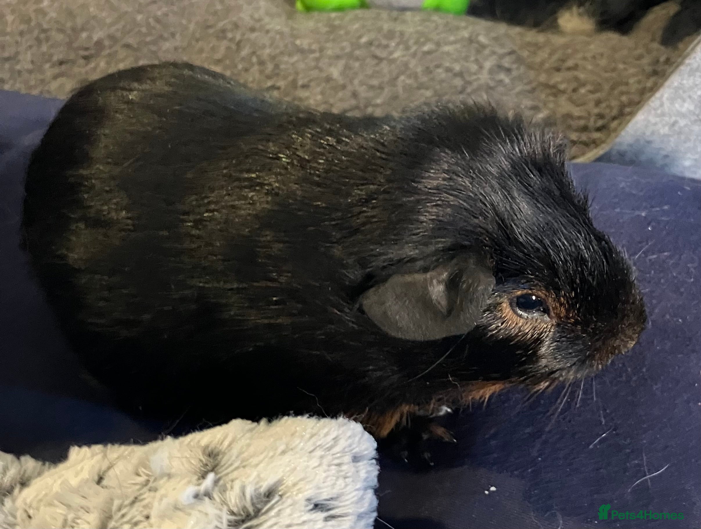 Guinea Pig rodents Purebred baby Black Tan guinea pig brothers - Advert 17