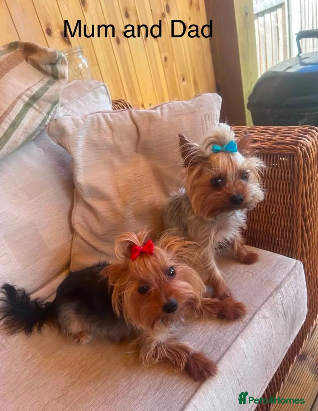 Yorkshire Terrier dogs for sale: Mini Yorkshire terrier pupies ready to leave in Peterborough - Advert 6
