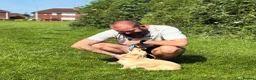 Miniature Dachshund dogs for sale: KC cream dachshunds  - Advert 11