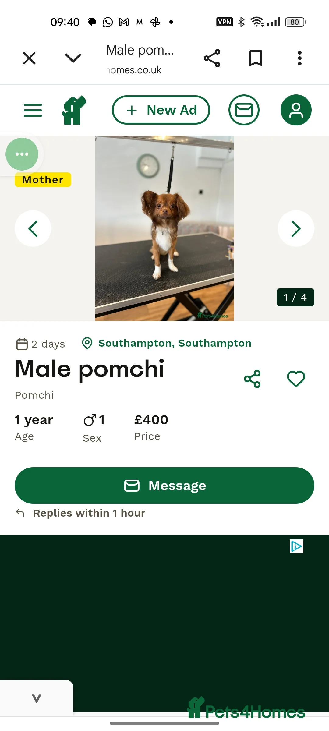 Mixed Breed dogs for sale: Male pomchi in Poole - Advert 6