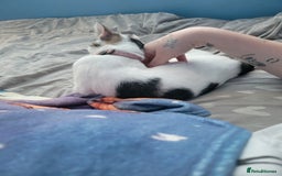 Mixed Breed cats for sale: 2 female kittens  - Image 7