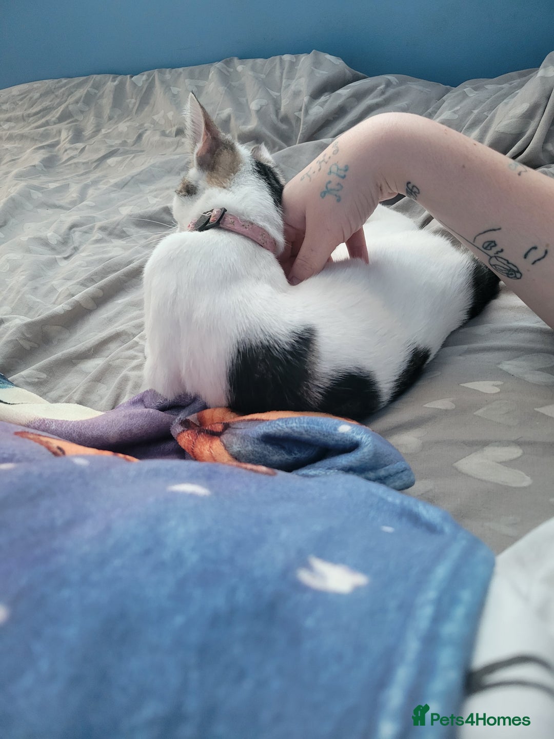 Mixed Breed cats for sale: 2 female kittens  - Image 7