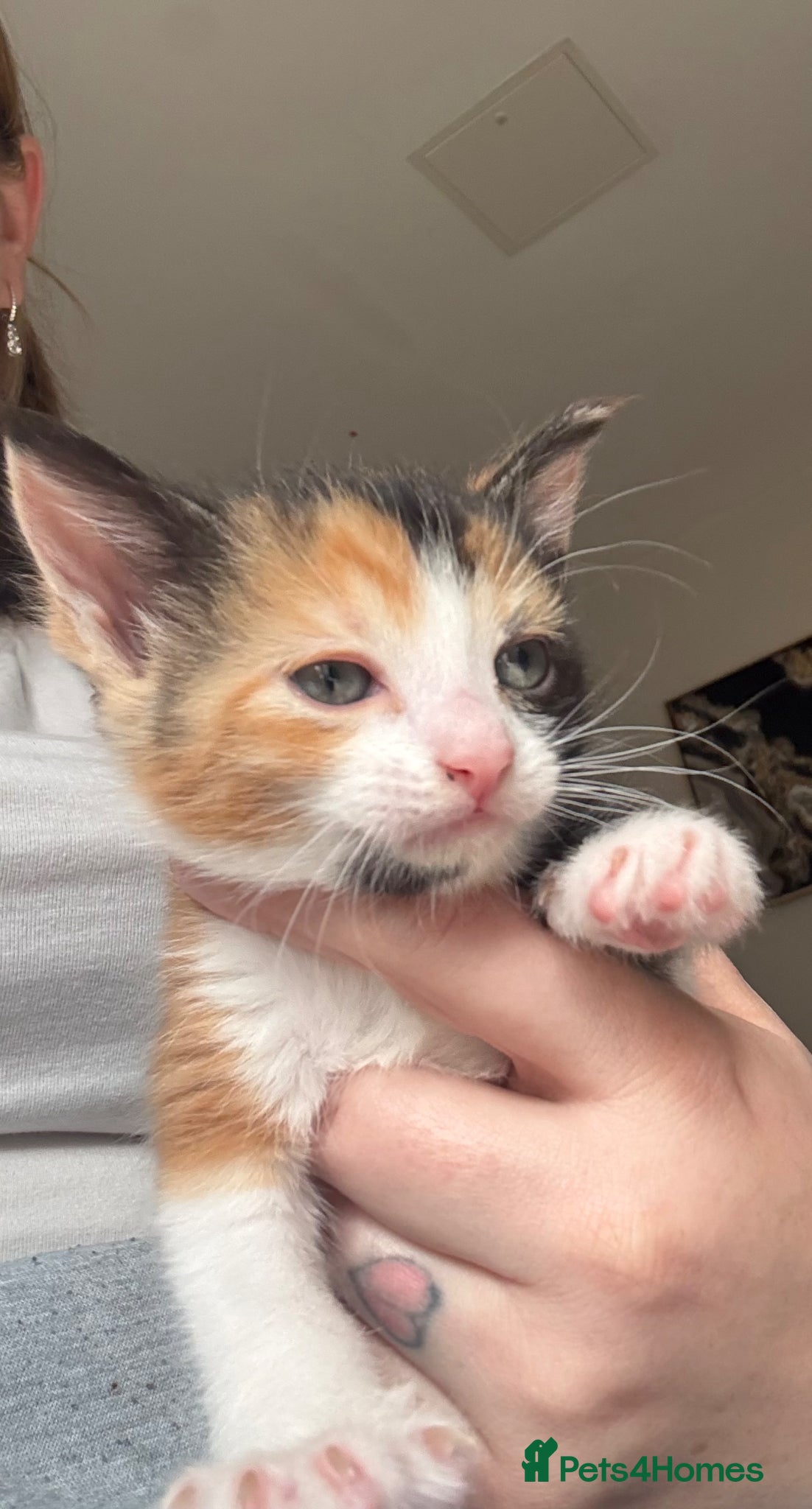 Mixed Breed cats Mixed female kitten for sale  - Advert 1