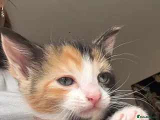 Mixed Breed cats Mixed female kitten for sale - Advert 6