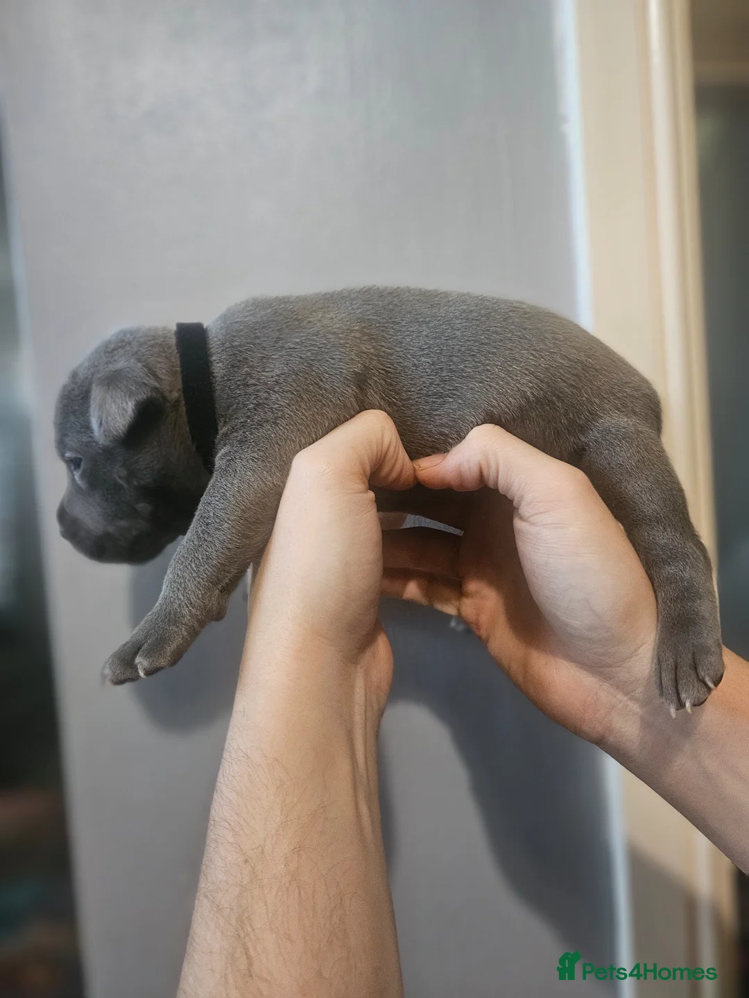 Staffordshire Bull Terrier dogs for sale:  Beautiful blue puppies💙  - Advert 29