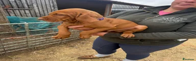 Hungarian Vizsla 2