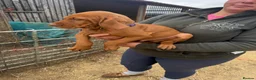 Hungarian Vizsla dogs for sale: All very sociable around people and other dogs.  - Advert 5