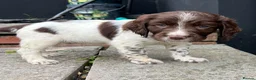 Sprocker dogs for sale: Working Sprocker Puppy - Advert 4