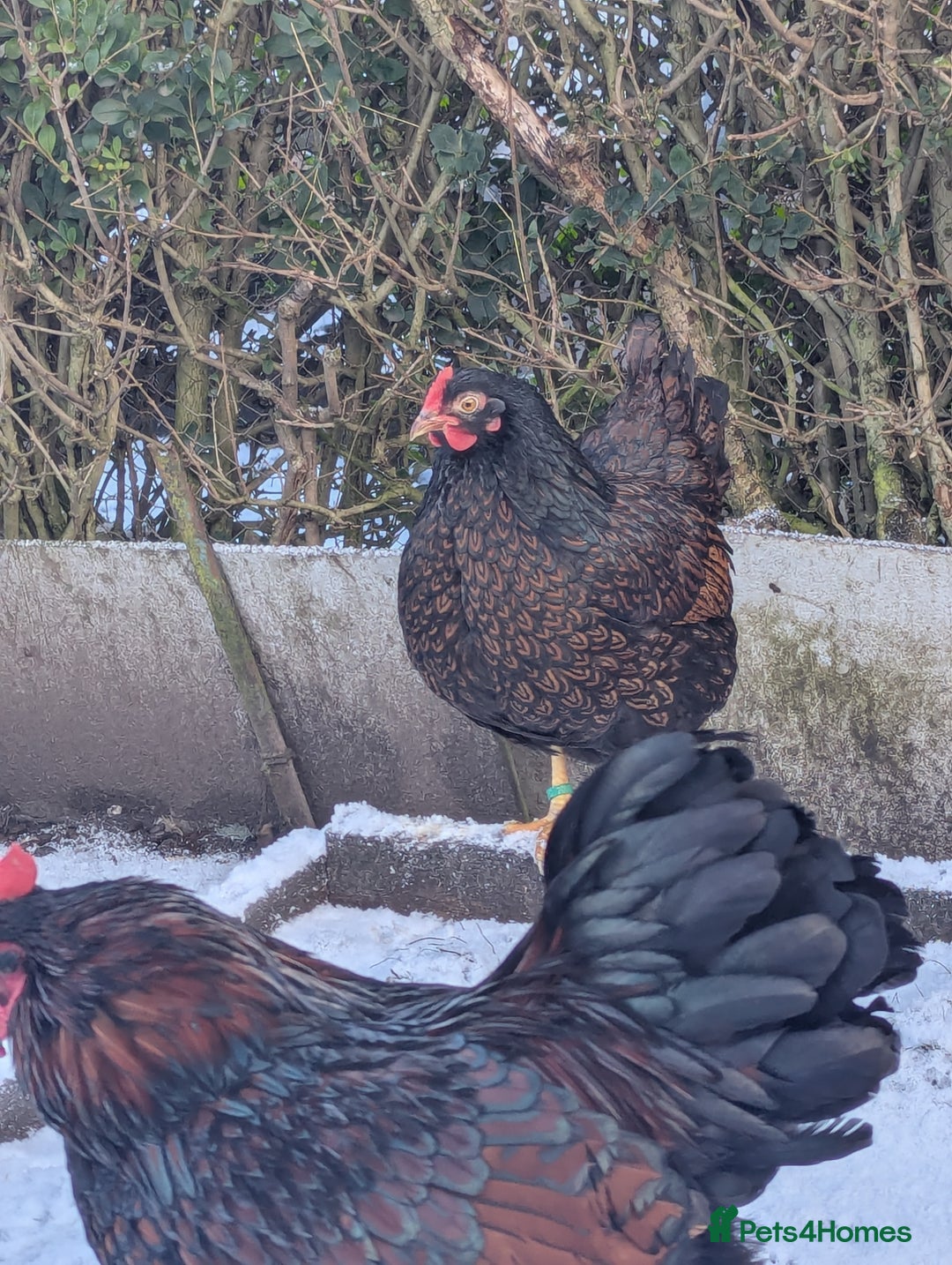 Chickens poultry for sale: Bantams available  - Advert 3