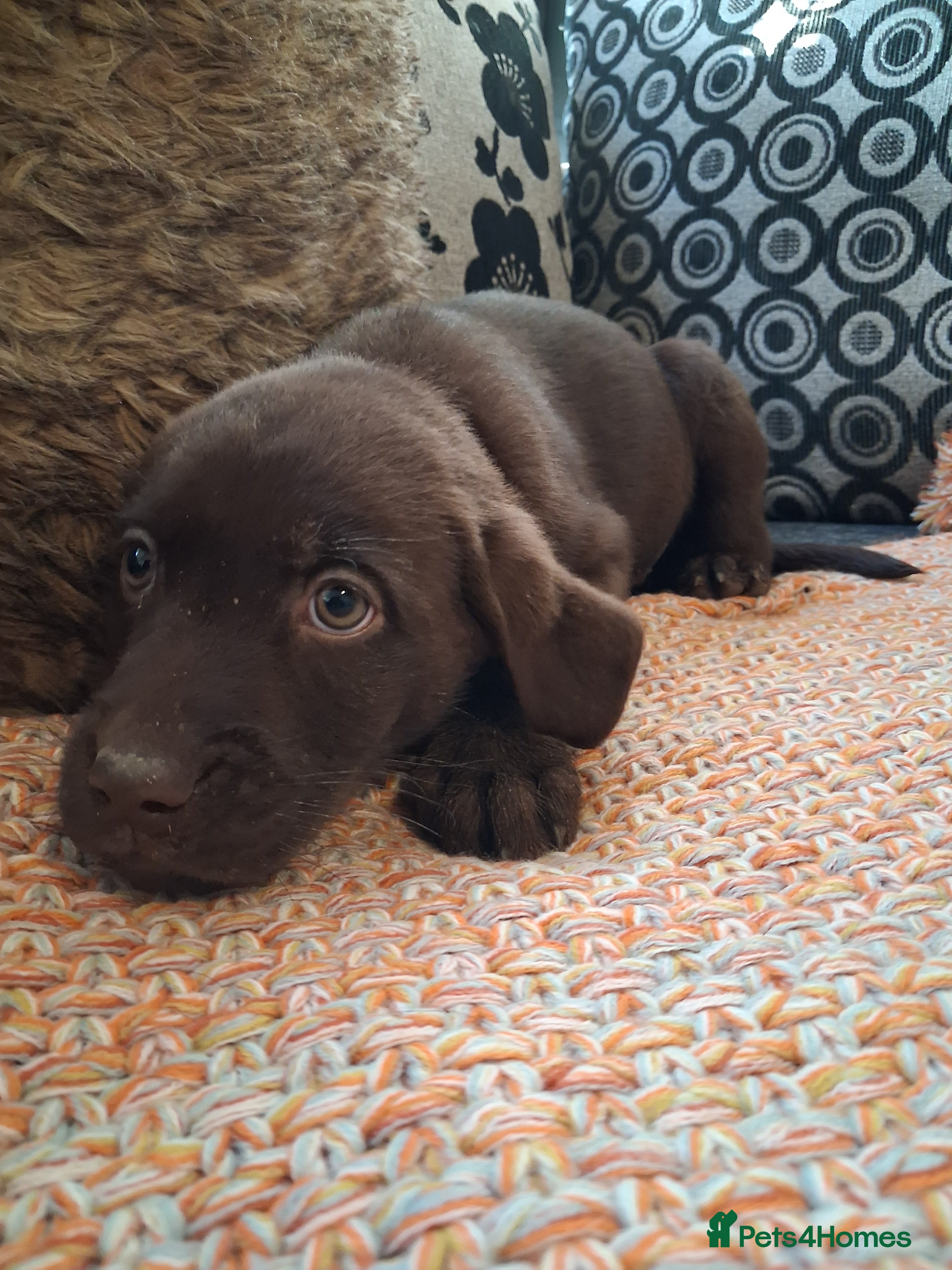 Labrador Retriever dogs **LAST PUPPY, READY NOW** - Advert 5
