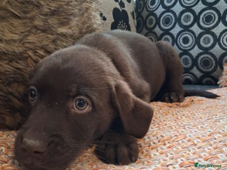 Labrador Retriever dogs **LAST PUPPY, READY NOW** - Advert 5