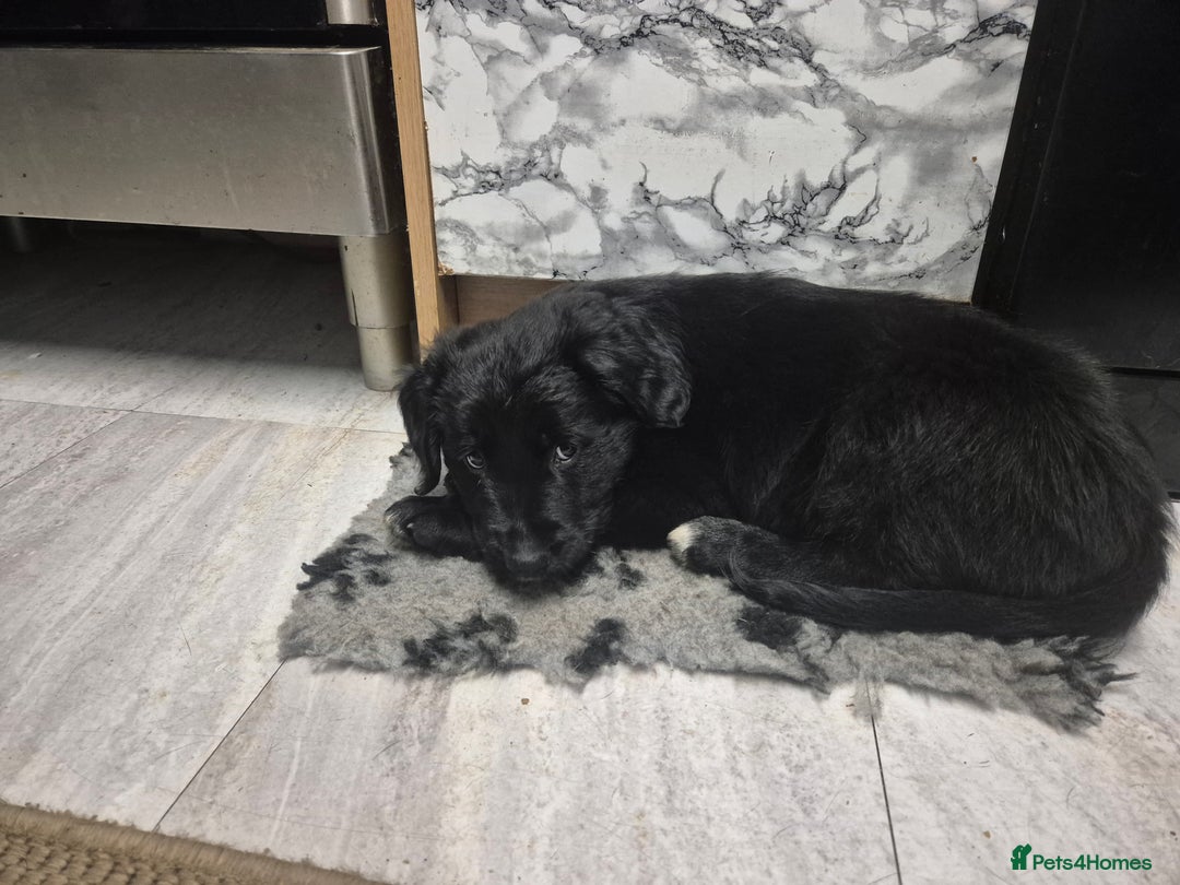 Border Collie dogs for sale: 🏡 Smart, Sweet Border/hunterway x Pup Await You!" - Advert 19