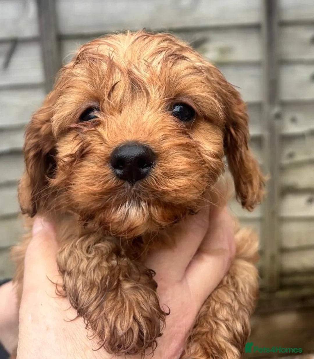 Cavapoo dogs for sale: Beautiful Cavapoo pups - Advert 9