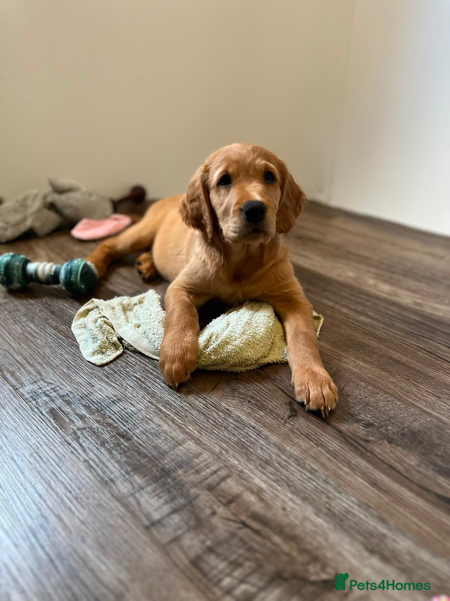 Golden Retriever dogs  Beautiful red golden retrievers 1 girl  1 boys - Advert 2