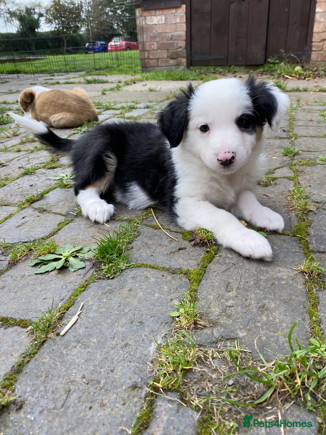 Border Collie dogs for stud: Tri coloured border collie for stud in Stafford - Advert 18
