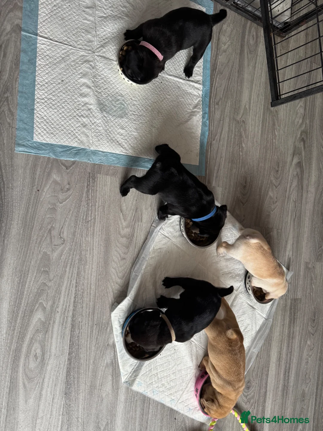 Frug dogs for sale: Frug puppies (French bulldog x pug) - Advert 10
