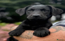 Labrador Retriever dogs for sale: Fully vaccinated -Gorgeous KC Reg Labrador Puppies - Image 4
