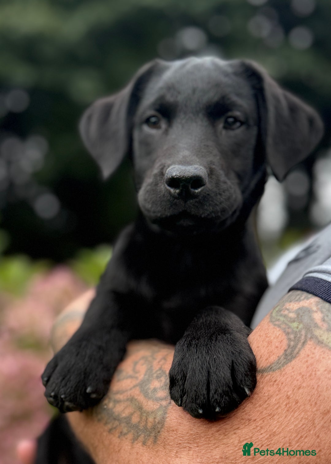 Labrador Retriever dogs for sale: Fully vaccinated -Gorgeous KC Reg Labrador Puppies - Image 4