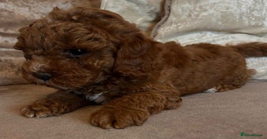 Cavapoo dogs - Advert 3
