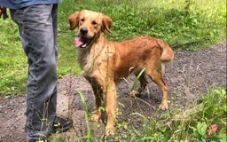 Golden Retriever dogs for sale: Robin Fully Trained KC Reg Golden Retriever - Image 5