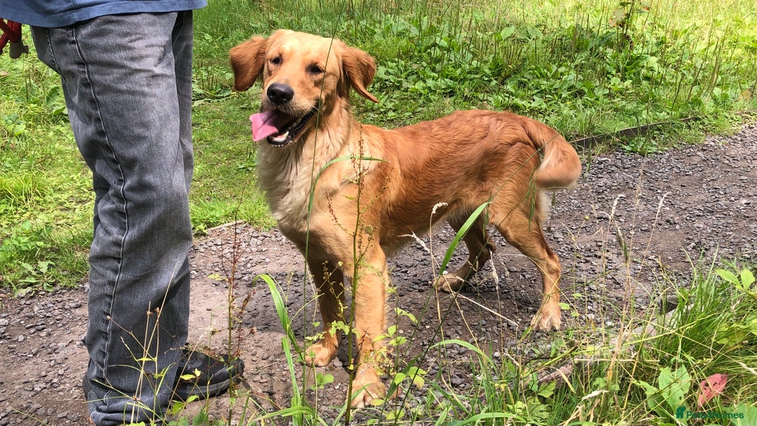 Golden Retriever dogs for sale: Robin Fully Trained KC Reg Golden Retriever - Image 5