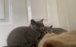 British Shorthair cats for sale: GCCF Active Championship line Blue & Lilac Kittens - Image 10