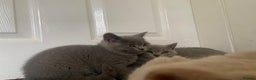 British Shorthair cats for sale: GCCF Active Championship line Blue & Lilac Kittens - Advert 11