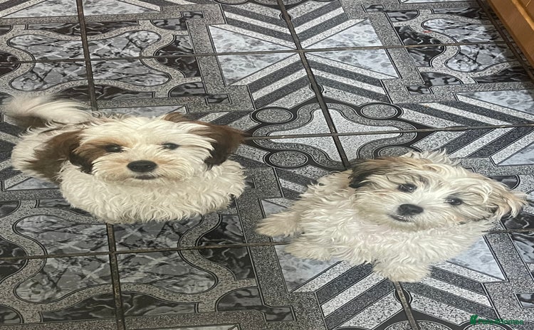 Bichon Frise dogs - Advert 1