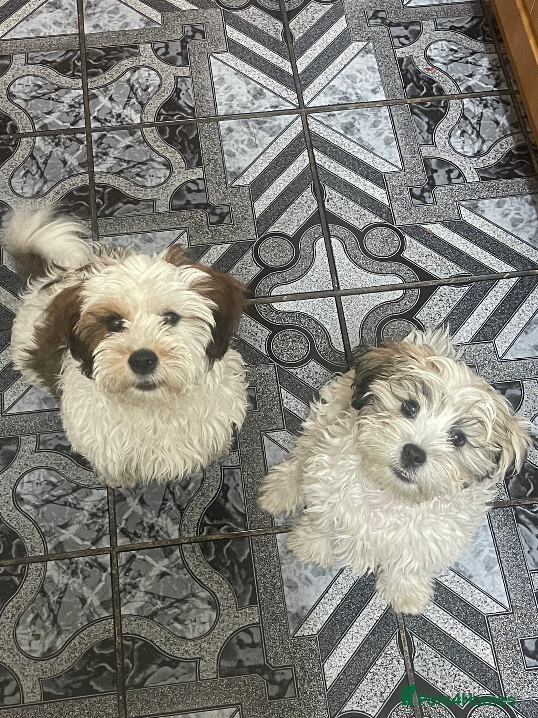 Bichon Frise dogs for sale: Bichon 2 boys - Image 1