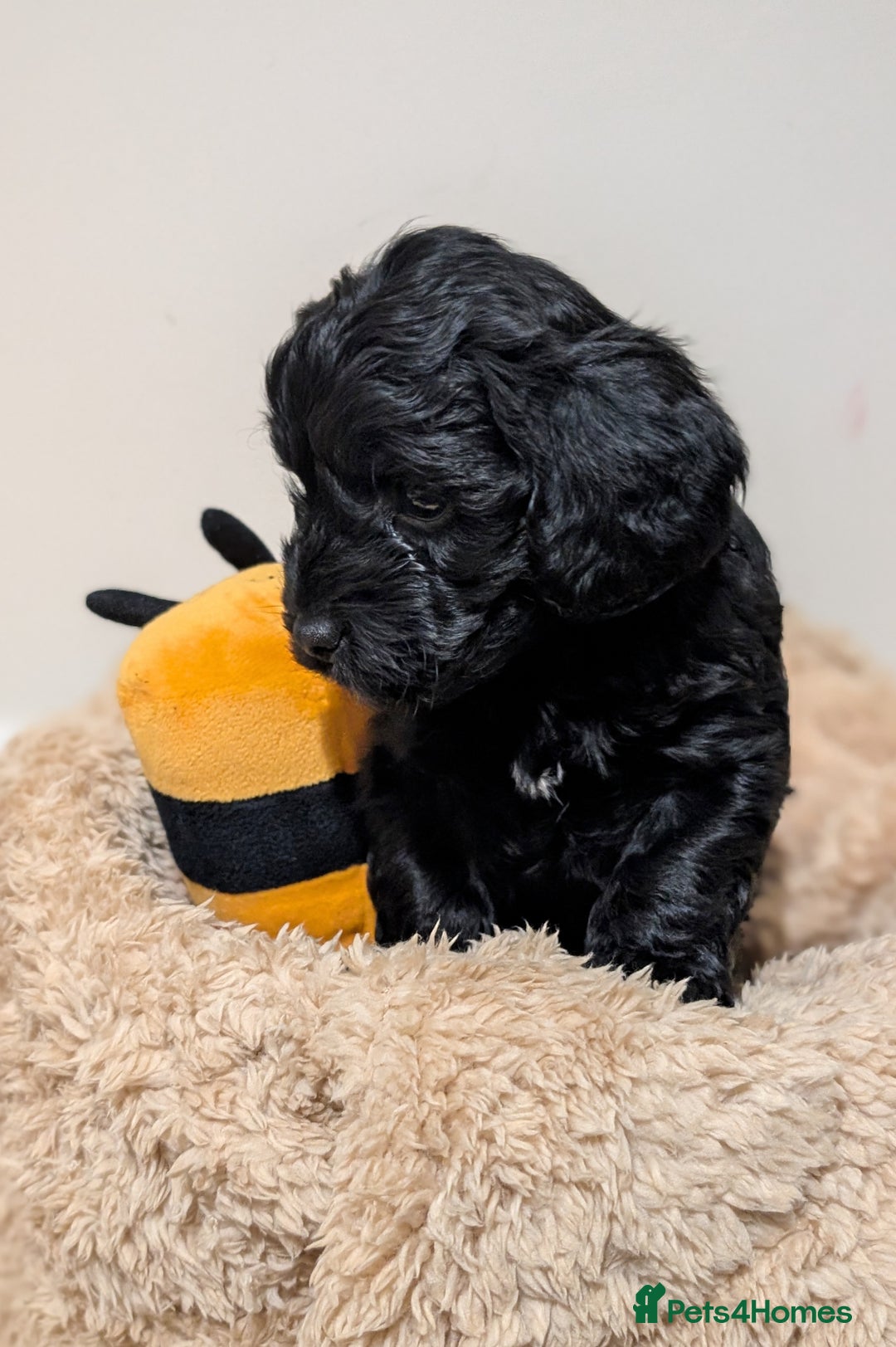 Shihpoo dogs for sale: F1b Shipoo Puppies  - Image 8