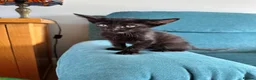 Mixed Breed cats for sale: Beautiful siamese mixed breed black kitten  in Stevenage - Advert 13