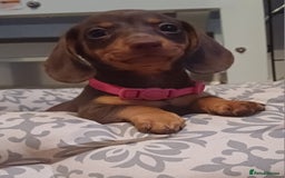 Miniature Dachshund dogs for sale: Mini dachshund  - Image 14