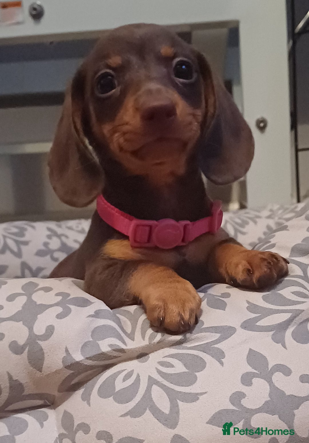 Miniature Dachshund dogs for sale: Mini dachshund  - Image 14