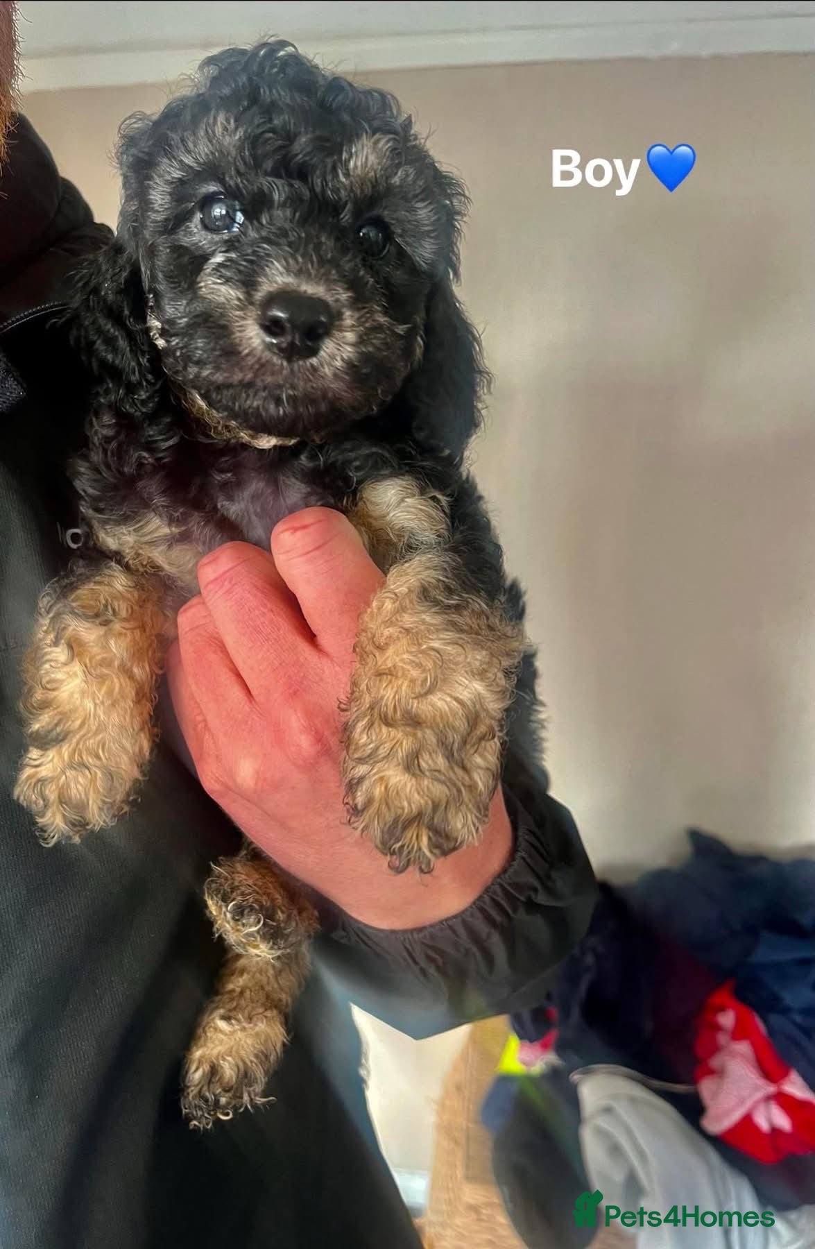 Cockapoo dogs F1b Cockapoo Puppies  - Advert 9