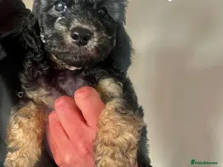 Cockapoo dogs F1b Cockapoo Puppies - Advert 9