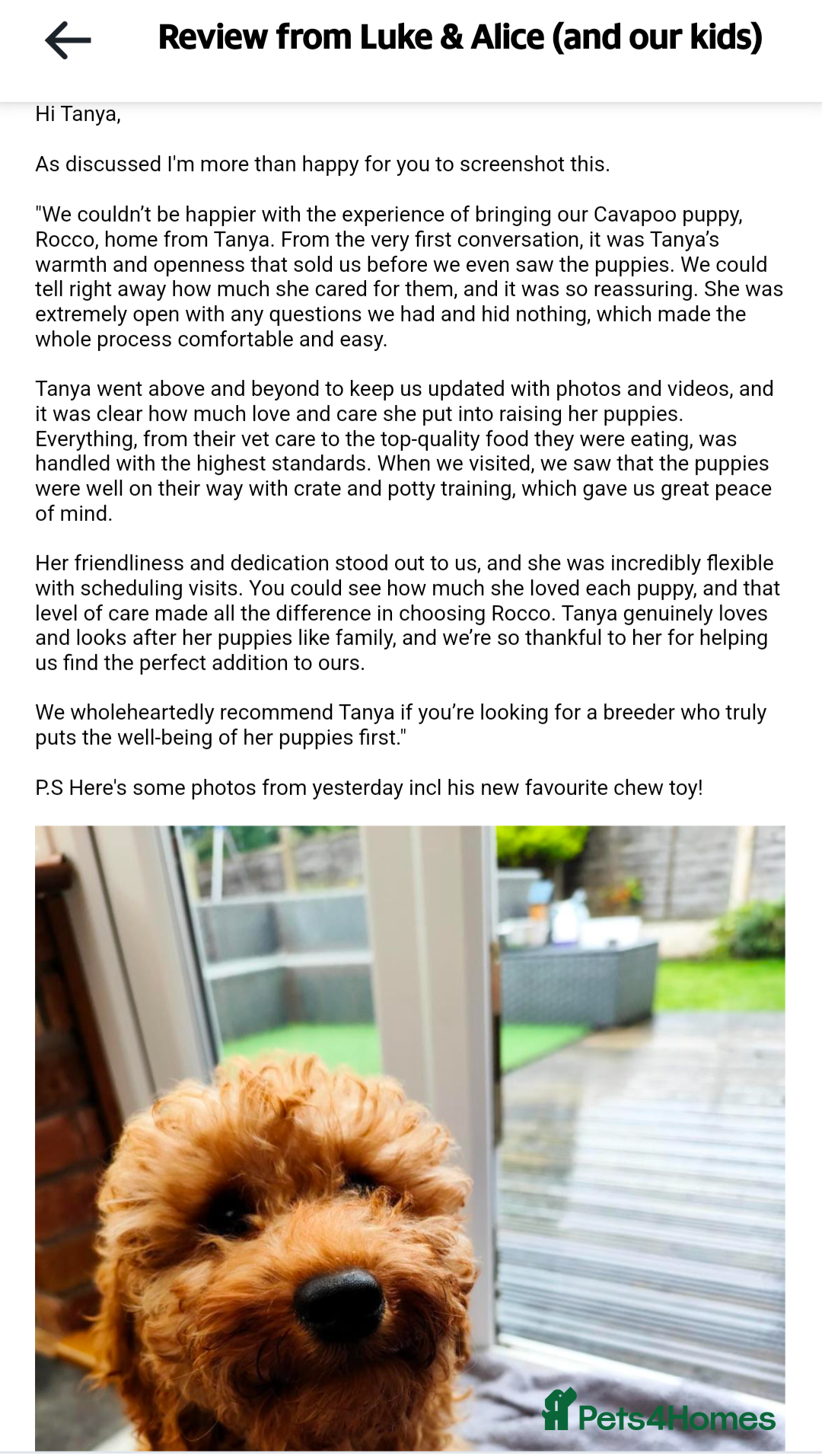 Cavapoo dogs for sale: Beautiful Cavapoo Puppies Available - Advert 8