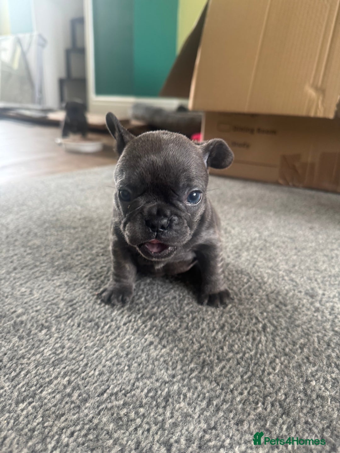 French Bulldog dogs for sale: French bulldog puppies, 4 girls and 3 boys - Image 4