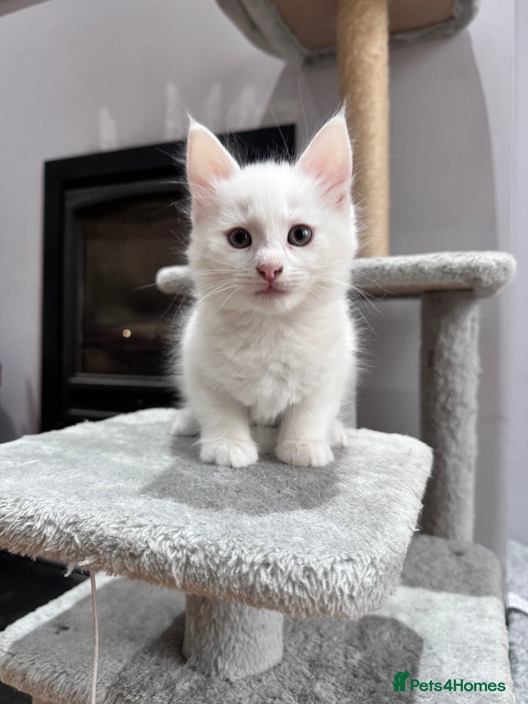 Turkish Angora cats for sale: Beautiful Turkish Angora Kittens - Image 10