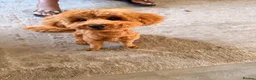 Toy Poodle dogs for sale: Beautiful Red Toy Poodle Teddy – Vaccinated Boy in Bilston - Advert 3