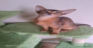 Abyssinian cats - Advert 13