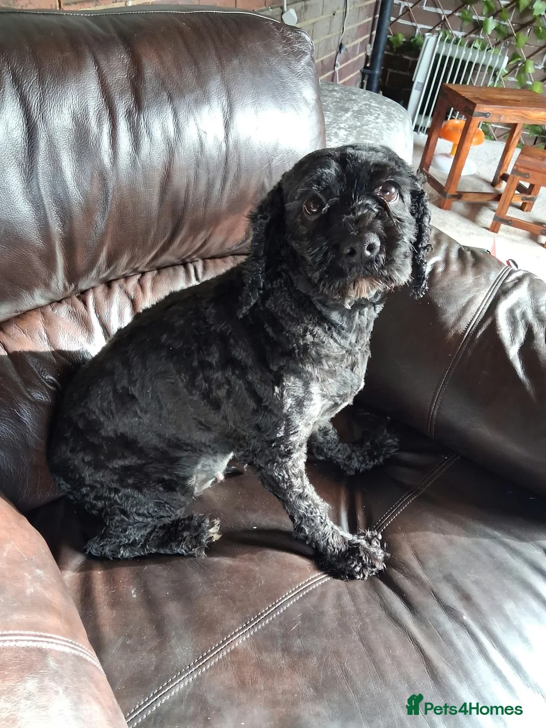 Cavapoo dogs for sale: MBeautiful Cavapoo Looking for a Loving New Home in Wakefield - Advert 7