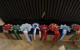 Persian cats for sale: Blue litter due in a few days time - Image 3