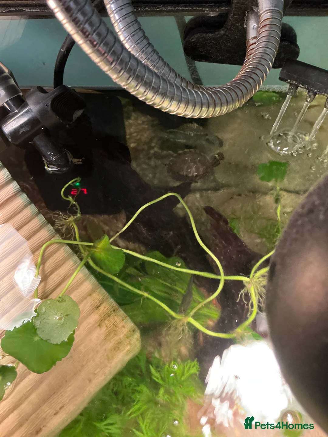 Turtle reptiles for sale: 2 young mississippi map turtles - Advert 2